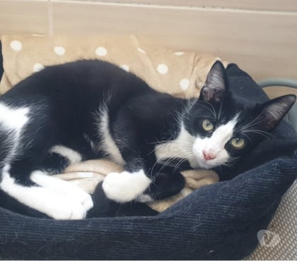 Adoption animaux Soisy sous Montmorency Val-d'Oise - Photos Vivastreet LE BEAU MICHELIN