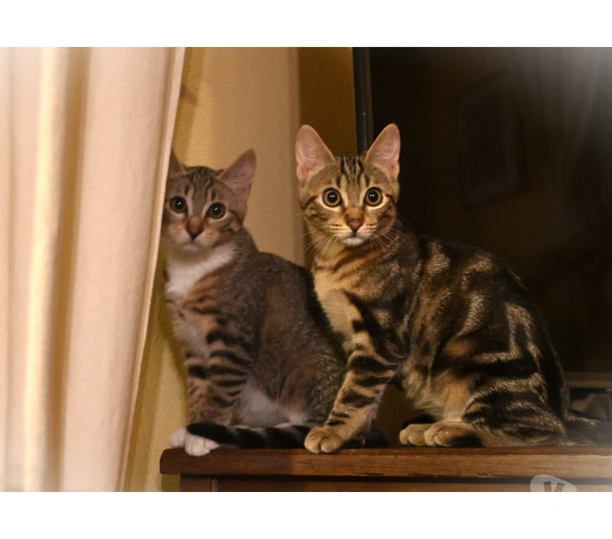 Don animaux Val-d'Oise Soisy sous Montmorency - 95230 - Photos Vivastreet BOUBOULE, BB A ADOPTER