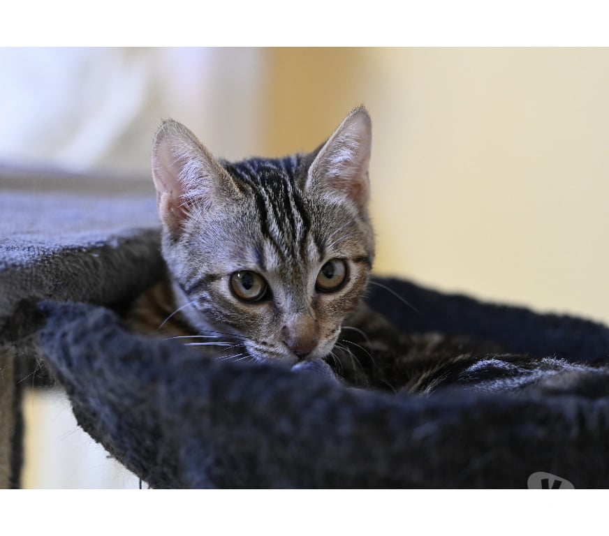 Don animaux Val-d'Oise Soisy sous Montmorency - 95230 - Photos Vivastreet BOUBOULE, BB A ADOPTER