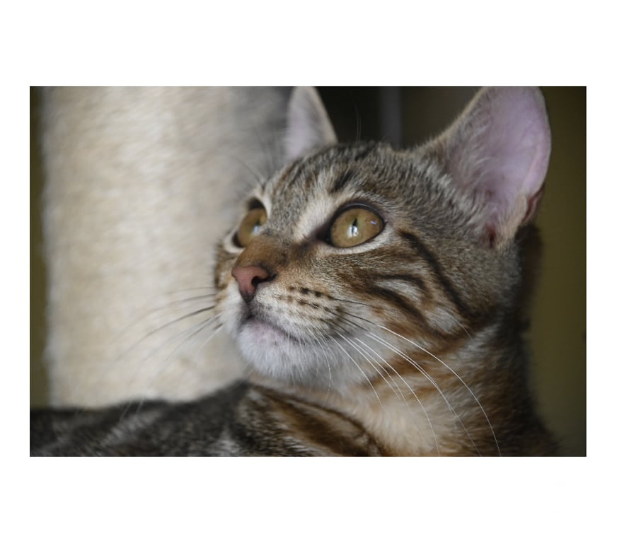 Don animaux Val-d'Oise Soisy sous Montmorency - 95230 - Photos Vivastreet BOUBOULE, BB A ADOPTER