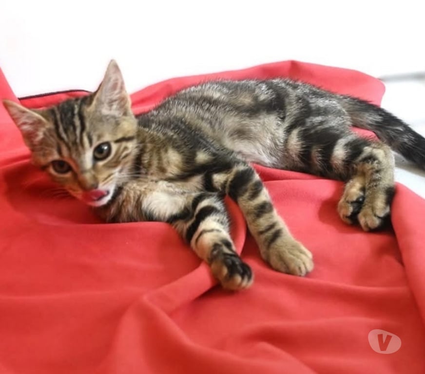 Don animaux Val-d'Oise Soisy sous Montmorency - 95230 - Photos Vivastreet BOUBOULE, BB A ADOPTER