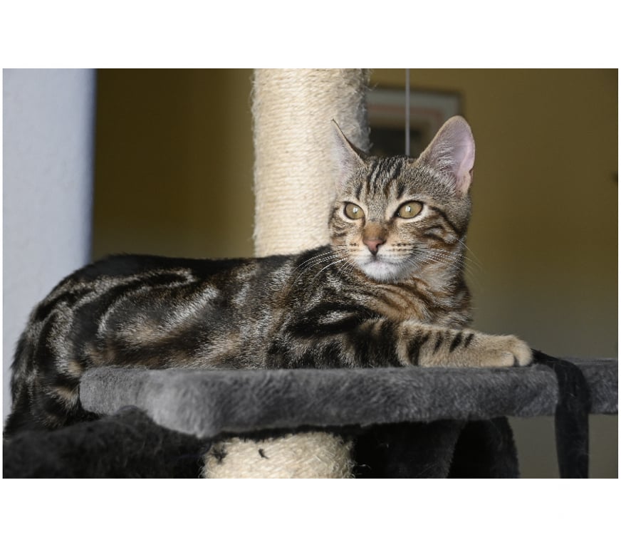 Don animaux Val-d'Oise Soisy sous Montmorency - 95230 - Photos Vivastreet BOUBOULE, BB A ADOPTER