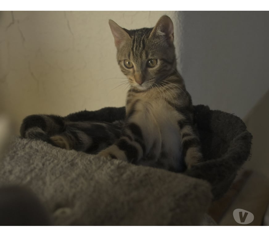 Don animaux Val-d'Oise Soisy sous Montmorency - 95230 - Photos Vivastreet BOUBOULE, BB A ADOPTER