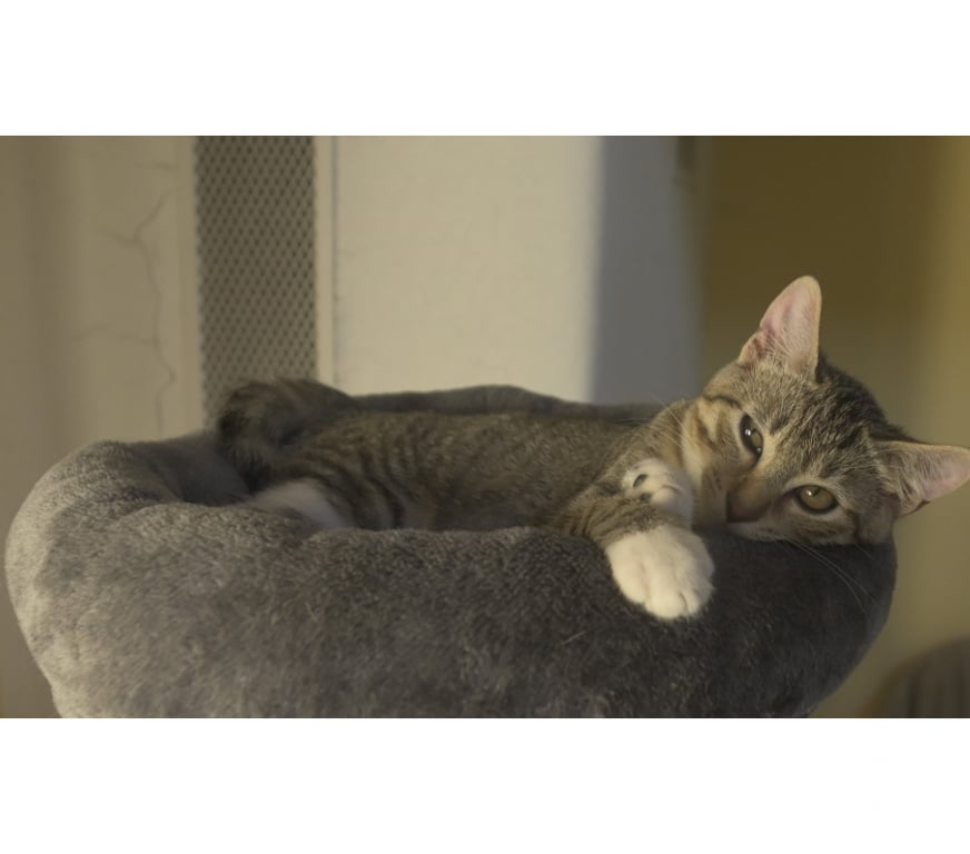 Don animaux Val-d'Oise Soisy sous Montmorency - 95230 - Photos Vivastreet BOUBOULE, BB A ADOPTER