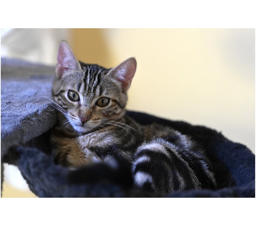 Don animaux Val-d'Oise Soisy sous Montmorency - 95230 - Photos Vivastreet BOUBOULE, BB A ADOPTER