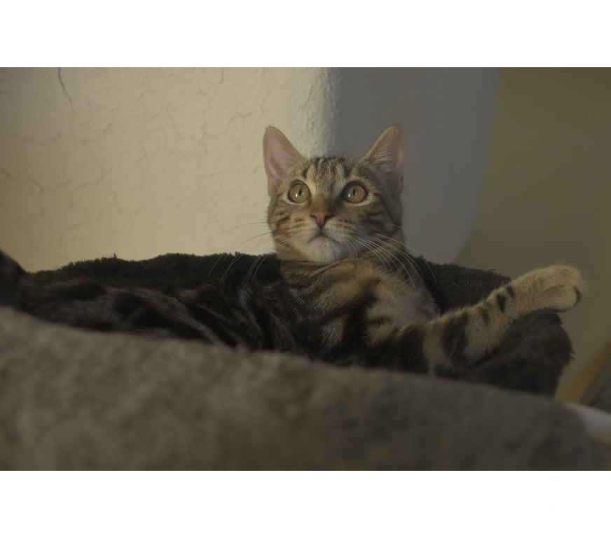 Don animaux Val-d'Oise Soisy sous Montmorency - 95230 - Photos Vivastreet BOUBOULE, BB A ADOPTER