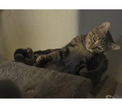 Adoption animaux Soisy sous Montmorency Val-d'Oise - Photos Vivastreet BOUBOULE, BB A ADOPTER
