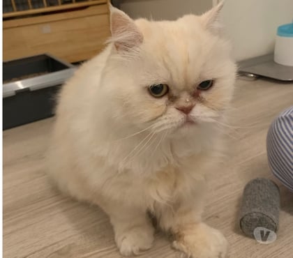 Adoption animaux Soisy sous Montmorency Val-d'Oise - Photos Vivastreet Phiphi, persan LOOF, cherche famille d'adoption