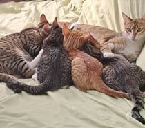 SALSA, TANGO, MAMBO, DISCO, BB DE SACHA
