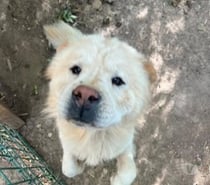 Chien BALU à l adoption