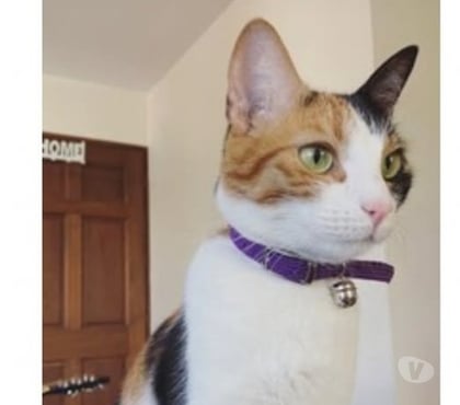 Adoption animaux Clansayes Drôme - Photos Vivastreet Chat MOYA à l adoption