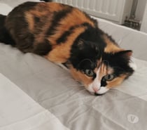 Proposition petsitting et babysitting