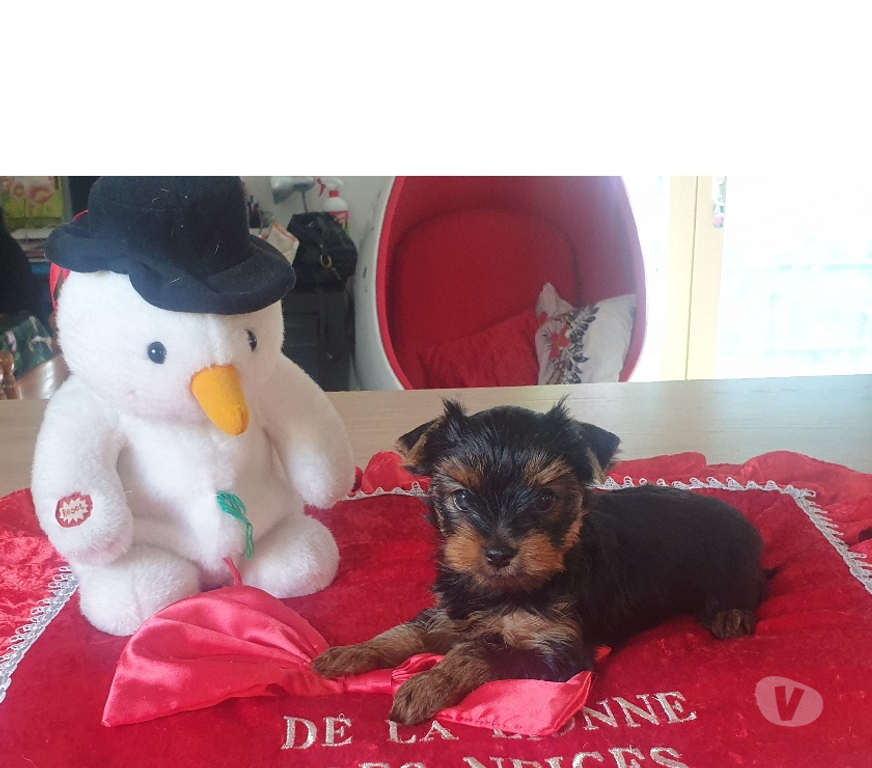 Vente Isère St Quentin sur Isere - 38210 - Photos Vivastreet Bébés Yorkshire