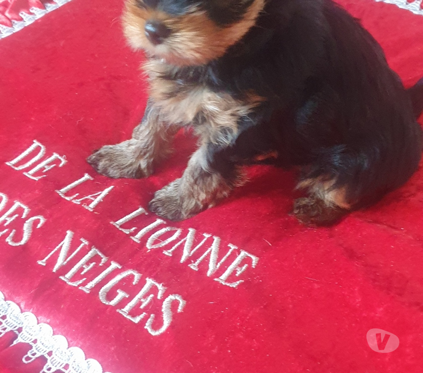 Vente Isère St Quentin sur Isere - 38210 - Photos Vivastreet Bébés Yorkshire