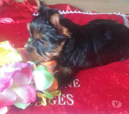 Vente animaux St Quentin sur Isere Isère - Photos Vivastreet Bébés Yorkshire