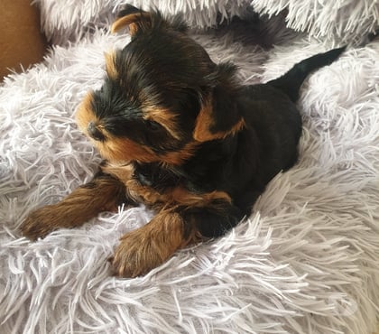 Vente animaux St Quentin sur Isere Isère - Photos Vivastreet Bébés Yorkshire