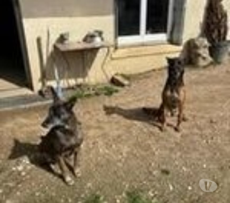 Don animaux Ardèche Boulieu les Annonay - 07100 - Photos Vivastreet Chien TOKYO à l adoption