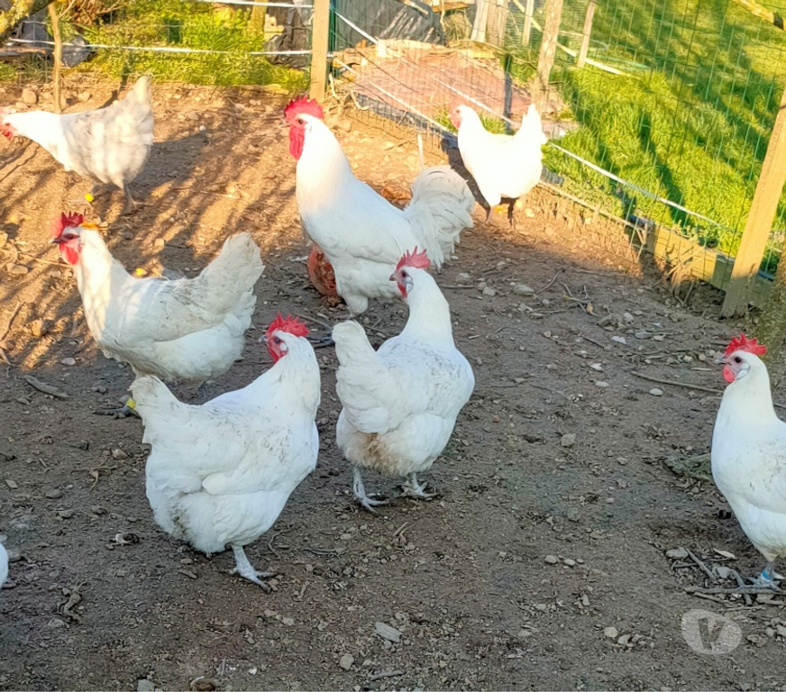 Vente Deux-Sèvres Nueil les Aubiers - 79250 - Photos Vivastreet OEUFS FECONDES DE POULES DE BRESSE A PATTES BLEUES