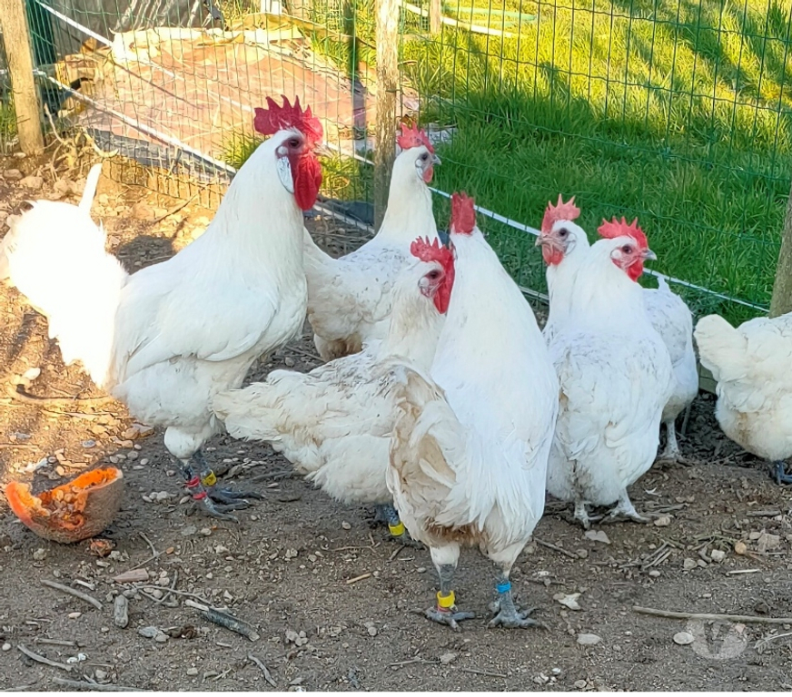 Vente Deux-Sèvres Nueil les Aubiers - 79250 - Photos Vivastreet OEUFS FECONDES DE POULES DE BRESSE A PATTES BLEUES