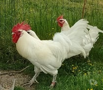 OEUFS FECONDES DE POULES DE BRESSE A PATTES BLEUES