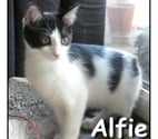 ALFIE, chaton joueur et curieux