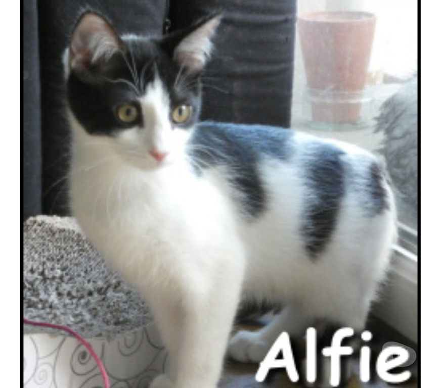 Don animaux Rhône Lyon - Photos Vivastreet ALFIE, chaton joueur et curieux