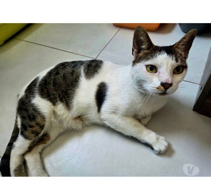 Adoption animaux Carcassonne Carcassonne - Photos Vivastreet Hope adorable chat 8 ans cherche sauveur