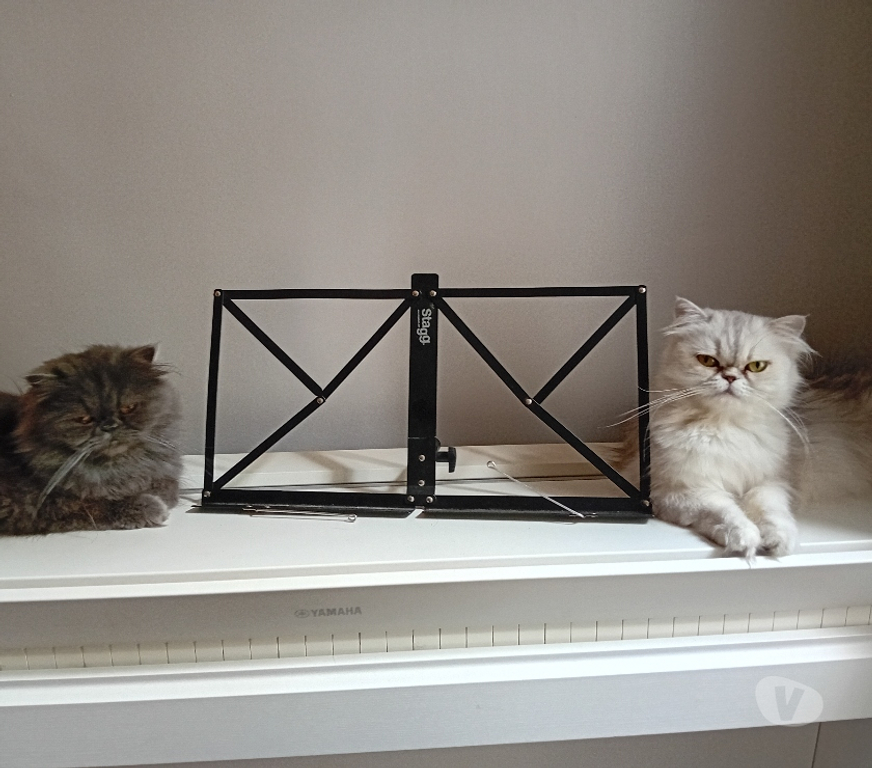 Services, accessoires animaux Tarn-et-Garonne Moissac - 82200 - Photos Vivastreet Recherche male persan pour saillie