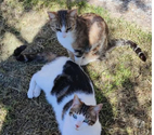 Chat TAOetTANGO à l adoption