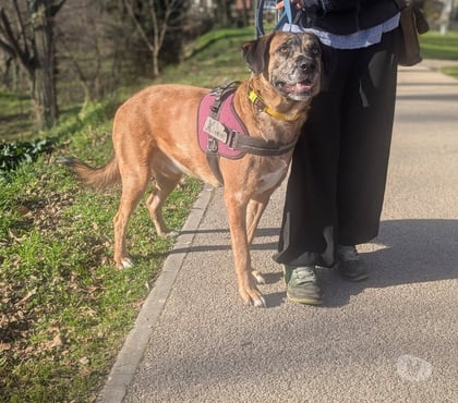 Don Crest Drôme - Photos Vivastreet Chien BRETZEL à l adoption