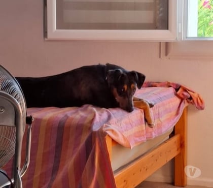 Adoption animaux Montelimar Drôme - Photos Vivastreet Chien VAIANA à l adoption