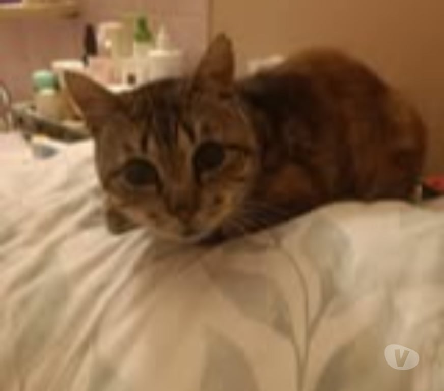 Don animaux Ardèche Privas - 07000 - Photos Vivastreet Chat CHOCO à l adoption