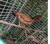 vends une poule