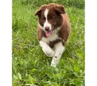 Chiots border collie nés à la ferme
