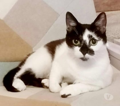 Don Carcassonne Carcassonne - Photos Vivastreet Aline jeune chatte 1 an cherche famille pour adoption