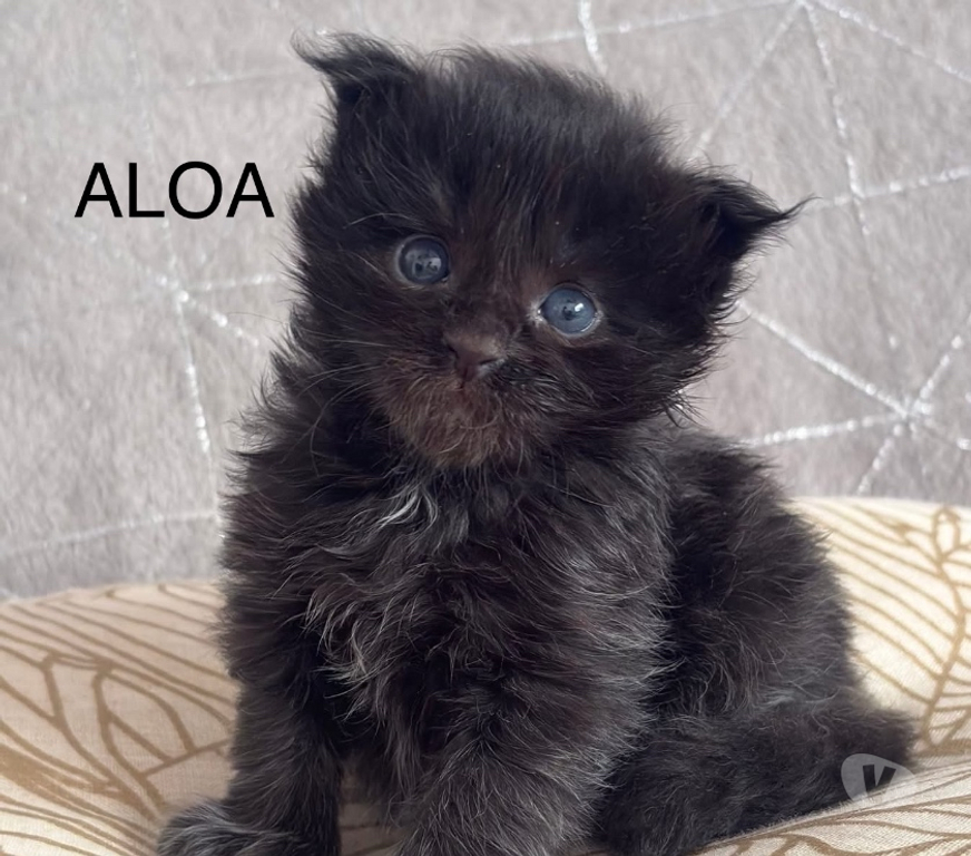 Vente Gard St Gilles - 30800 - Photos Vivastreet Superbes Chatons Maine coon