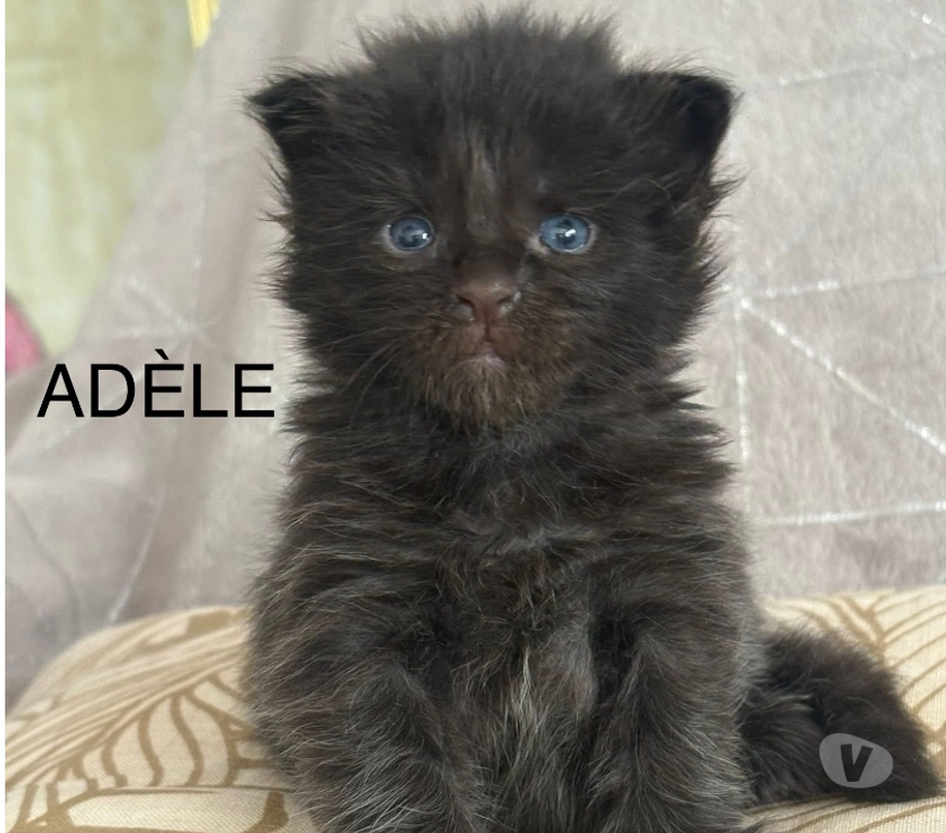 Vente Gard St Gilles - 30800 - Photos Vivastreet Superbes Chatons Maine coon