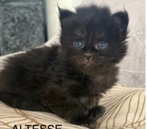 Superbes Chatons Maine coon
