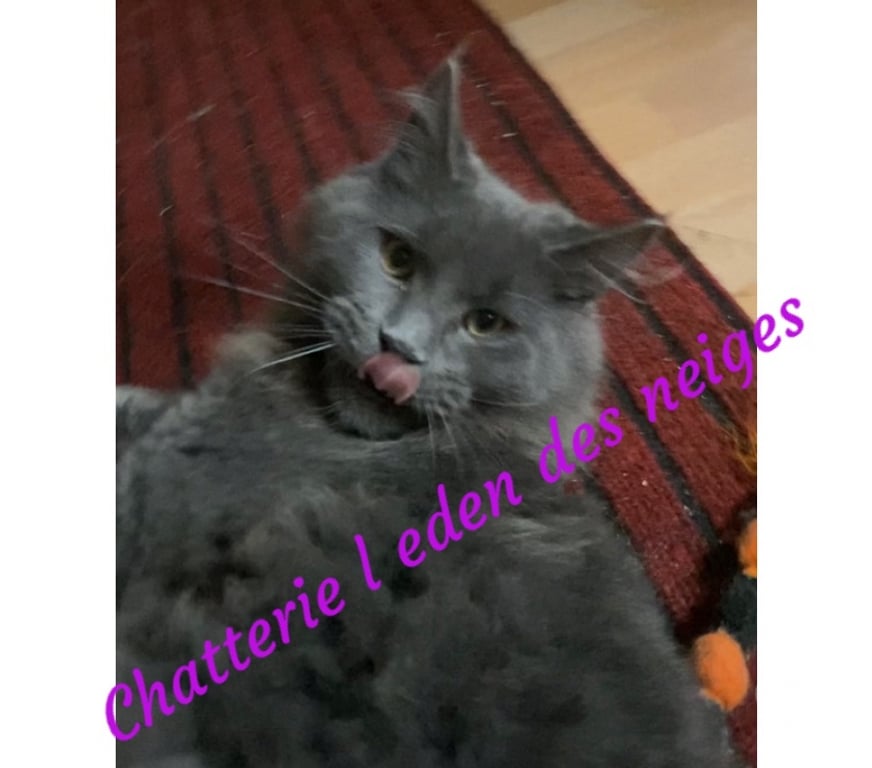 Vente Haut-Rhin Stosswihr - 68140 - Photos Vivastreet Chaton maine coon blue