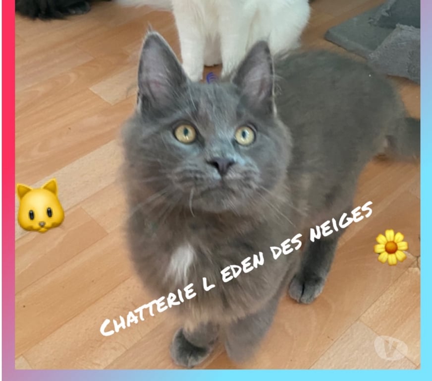 Vente Haut-Rhin Stosswihr - 68140 - Photos Vivastreet Chaton maine coon