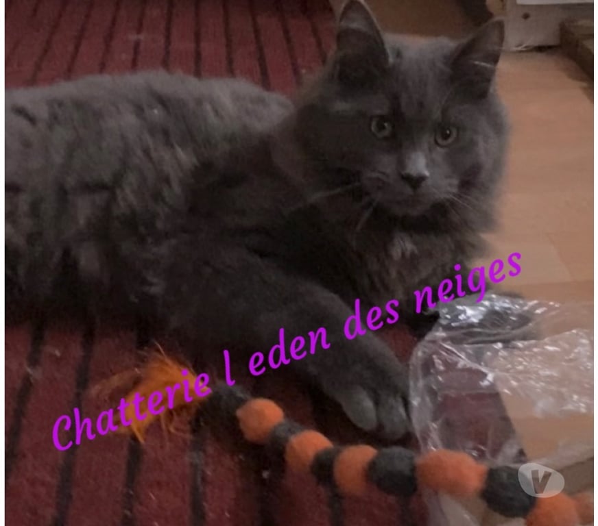 Vente Haut-Rhin Stosswihr - 68140 - Photos Vivastreet Chaton maine coon blue