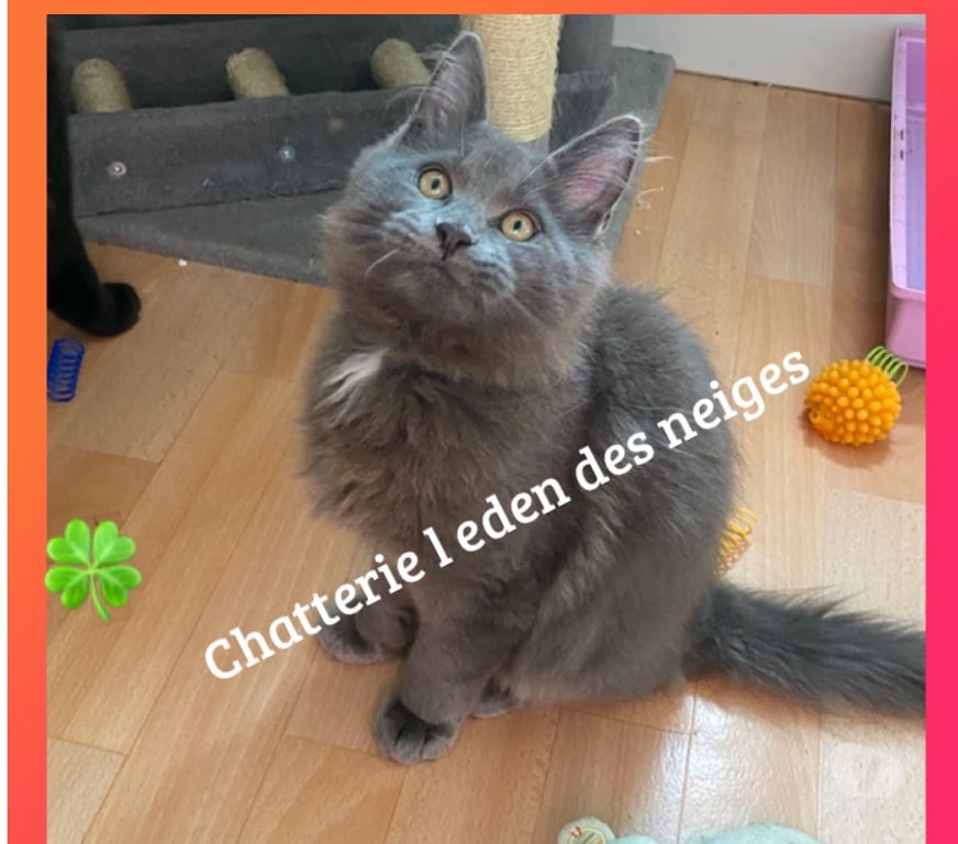 Vente Haut-Rhin Stosswihr - 68140 - Photos Vivastreet Chaton maine coon