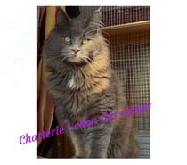 Chaton maine coon blue