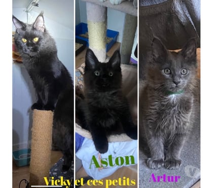 Vente animaux Stosswihr Haut-Rhin - Photos Vivastreet Chaton maine coon loof non castré