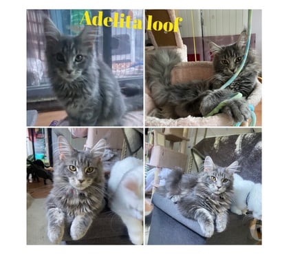 Vente animaux Stosswihr Haut-Rhin - Photos Vivastreet Chaton maine coon loof non castré