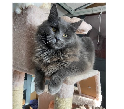 Vente animaux Stosswihr Haut-Rhin - Photos Vivastreet Chaton maine coon blue