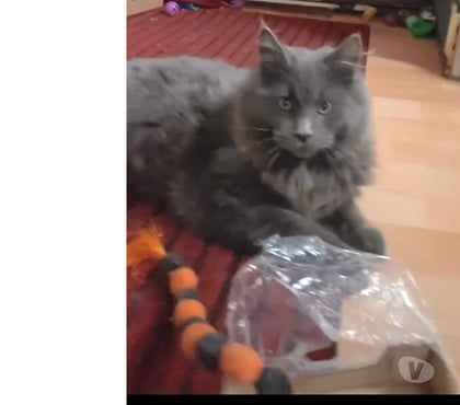 Vente animaux Stosswihr Haut-Rhin - Photos Vivastreet Chaton maine coon blue