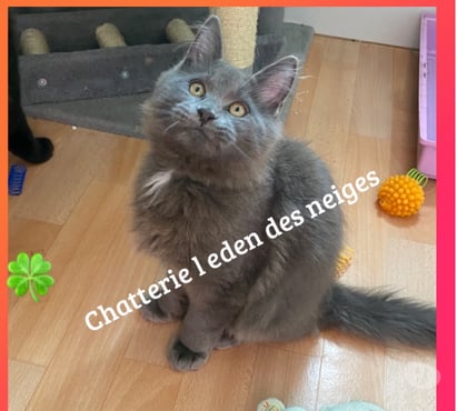 Vente animaux Stosswihr Haut-Rhin - Photos Vivastreet Chaton maine coon