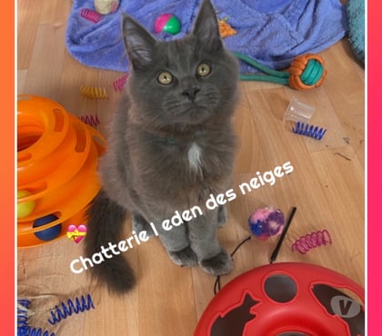 Vente animaux Stosswihr Haut-Rhin - Photos Vivastreet Chaton maine coon