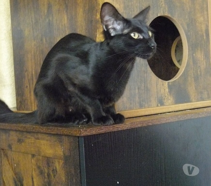 Vente Loiret Noyers - 45260 - Photos Vivastreet CHATONS MANDARINS